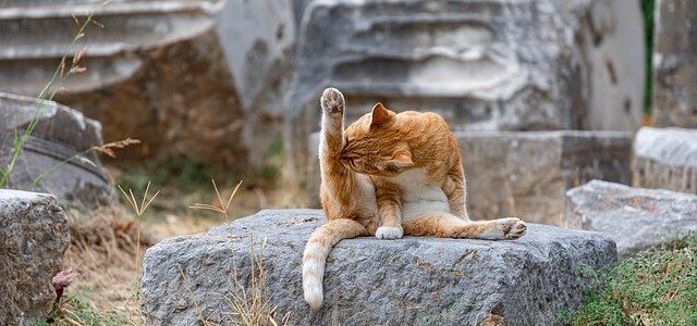 Alguns pontos para quem vai começar a praticar Yoga Alguns pontos para quem vai começar a praticar Yoga
